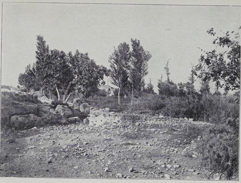 "LERNE": the spring pool (Amymone) with a triple-trunked olive tree, poplars, reeds and a low tiled house behind.