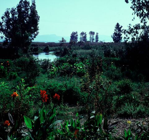Colour slide of the marsh zone at Lerna.