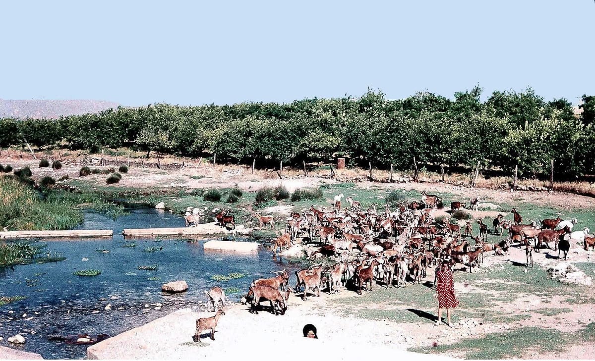 Colour slide of a large herd of goats at the water of the springs, with orchards behind