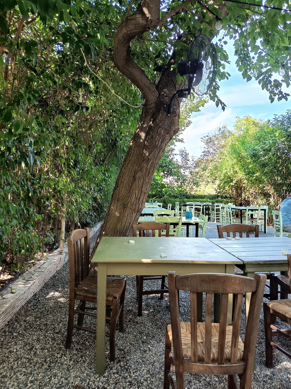 Wooden tables and rush chairs in the shady garden under a large tree