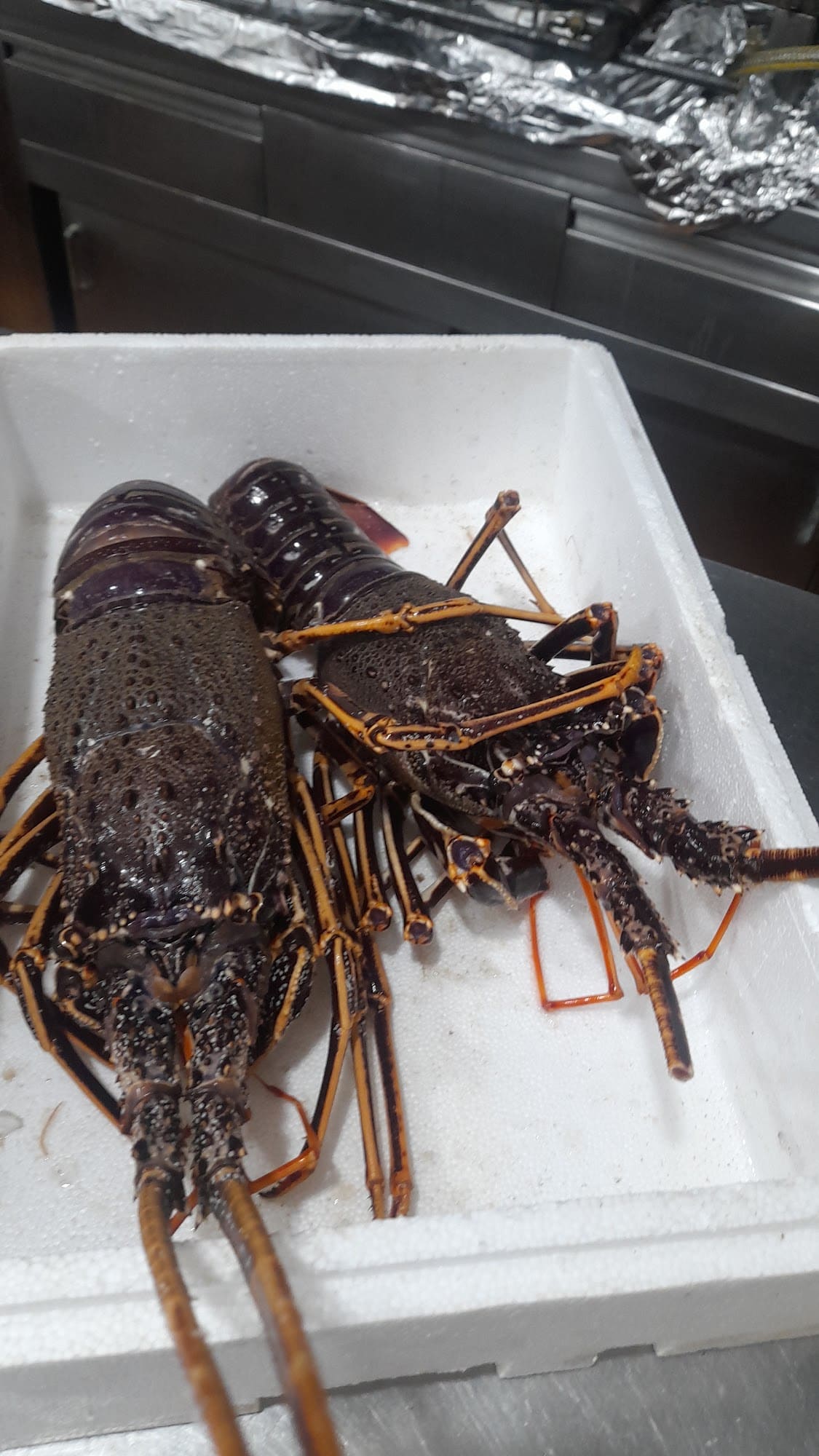 Two fresh spiny lobsters in a box in the kitchen