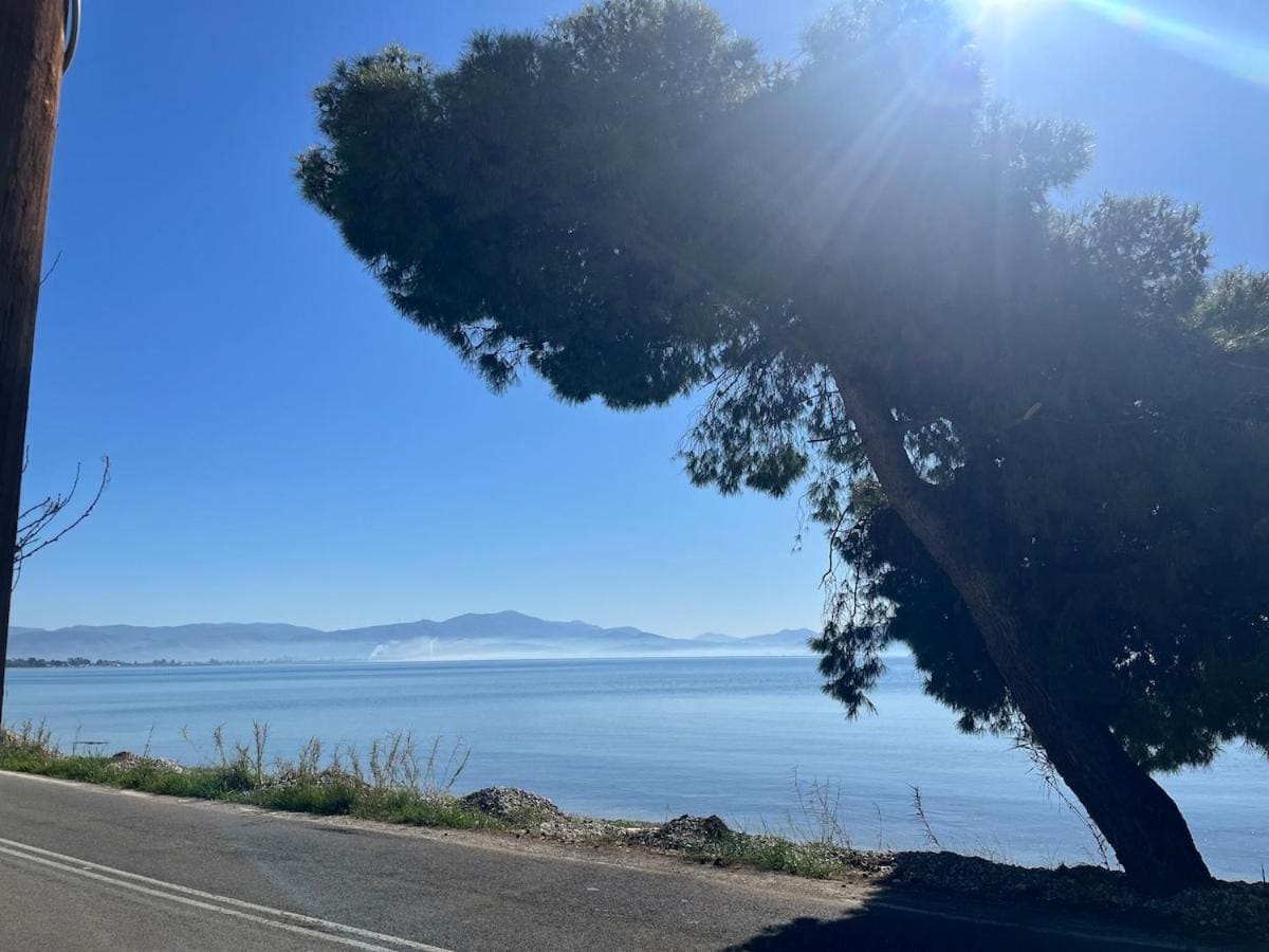A large pine tree by the coast road, with the calm sea and the mountains across the gulf in morning sun